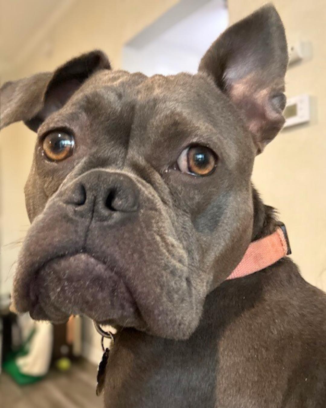 Enlarge Nova, a Adoptable mixed breed in Valley Village, CA image 4/5