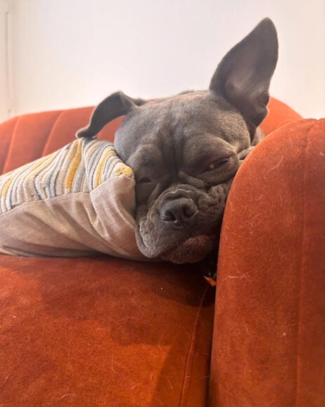 Enlarge Nova, a Adoptable mixed breed in Valley Village, CA image 5/5