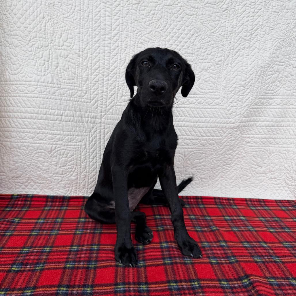 Enlarge Glamour Shots, a Adoptable mixed breed in Carencro, LA image 1/5