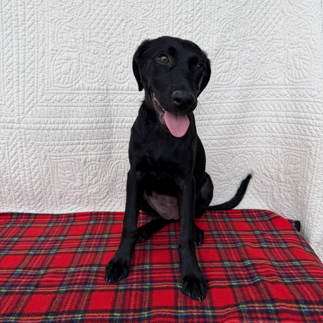 Enlarge Glamour Shots, a Adoptable mixed breed in Carencro, LA image 2/5