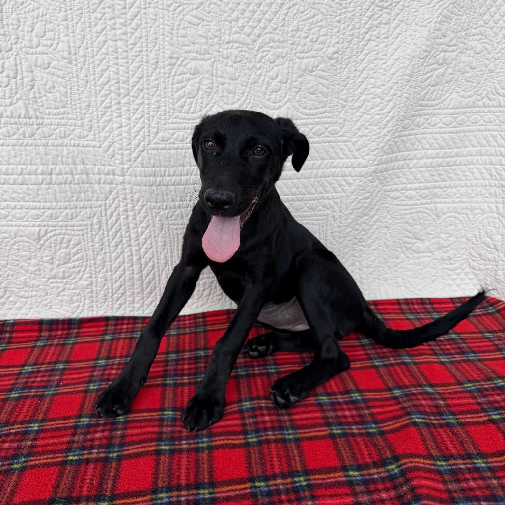 Enlarge Glamour Shots, a Adoptable mixed breed in Carencro, LA image 3/5