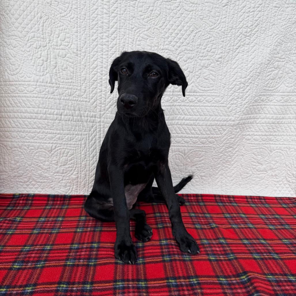 Enlarge Glamour Shots, a Adoptable mixed breed in Carencro, LA image 4/5