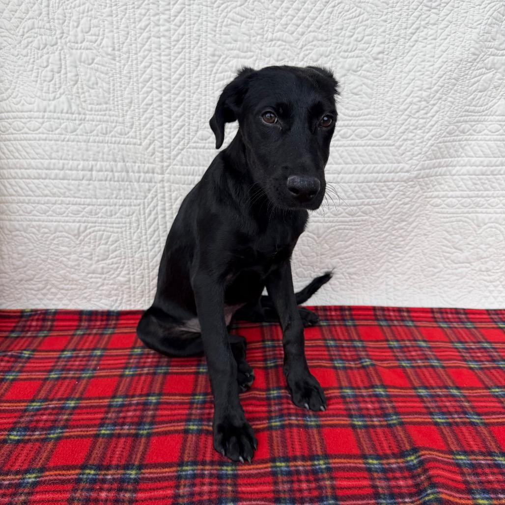 Enlarge Glamour Shots, a Adoptable mixed breed in Carencro, LA image 5/5