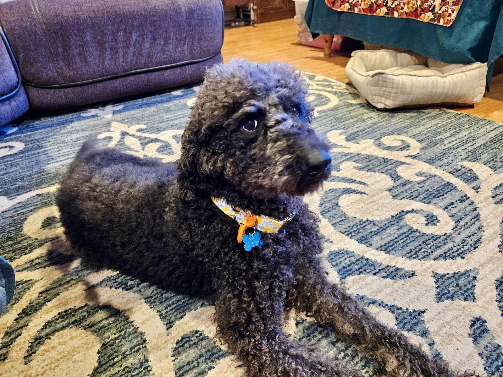 Susie, Adoptable, Young Female Standard Poodle.