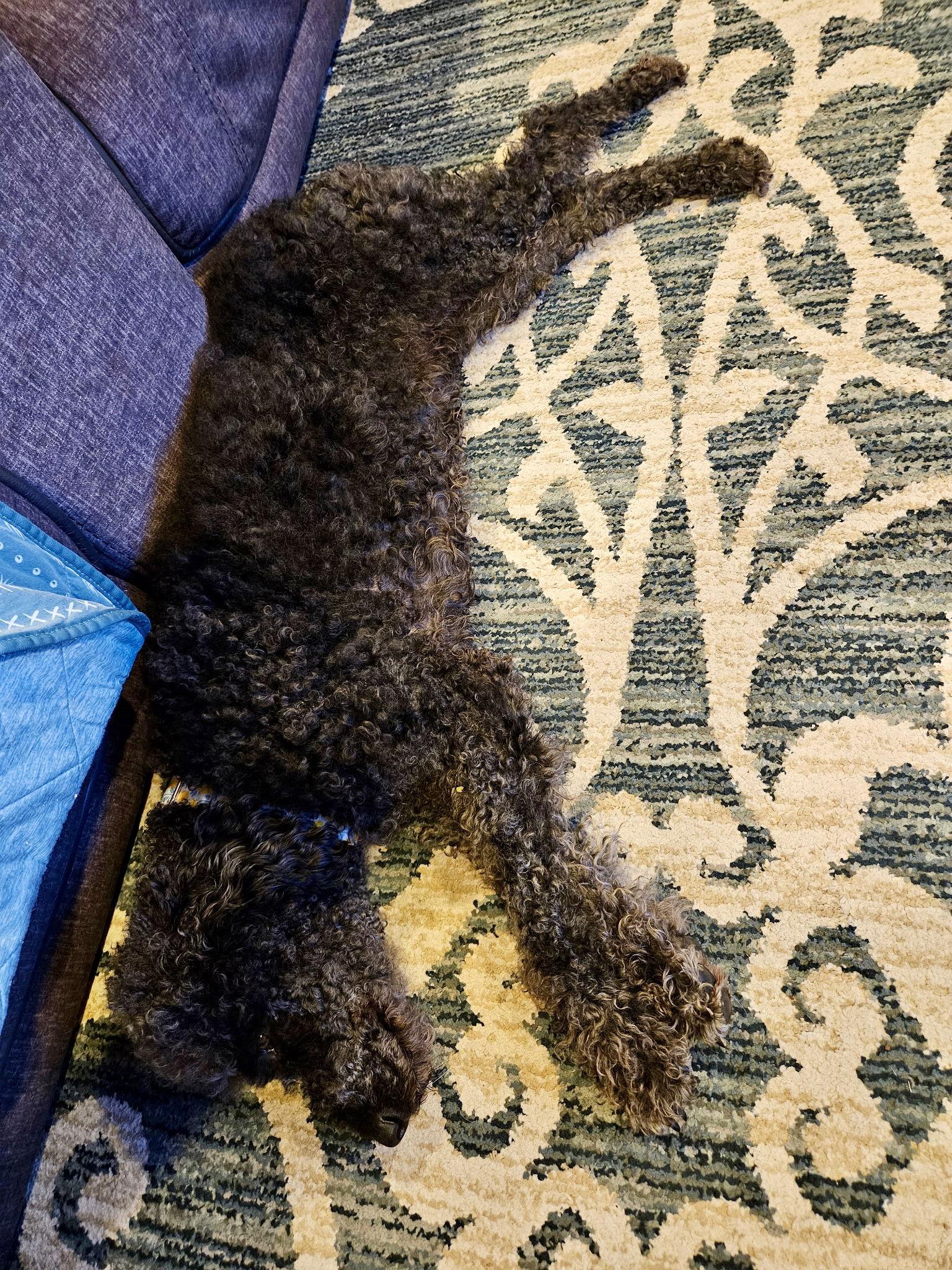 Susie, a Adoptable Standard Poodle in Emmett, ID image 2/3