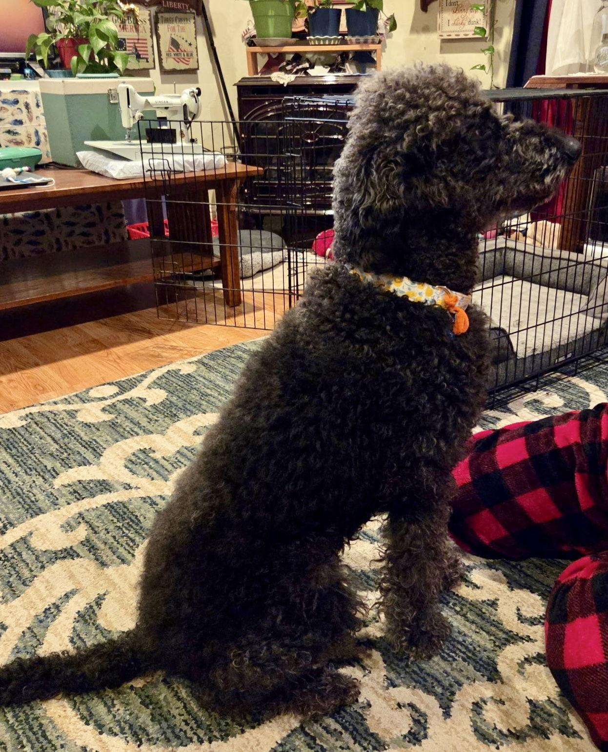 Susie, a Adoptable Standard Poodle in Emmett, ID image 3/3