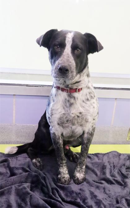 Enlarge Boot Scootin` Boogie, a Adoptable mixed breed in Longview, TX image 1/1