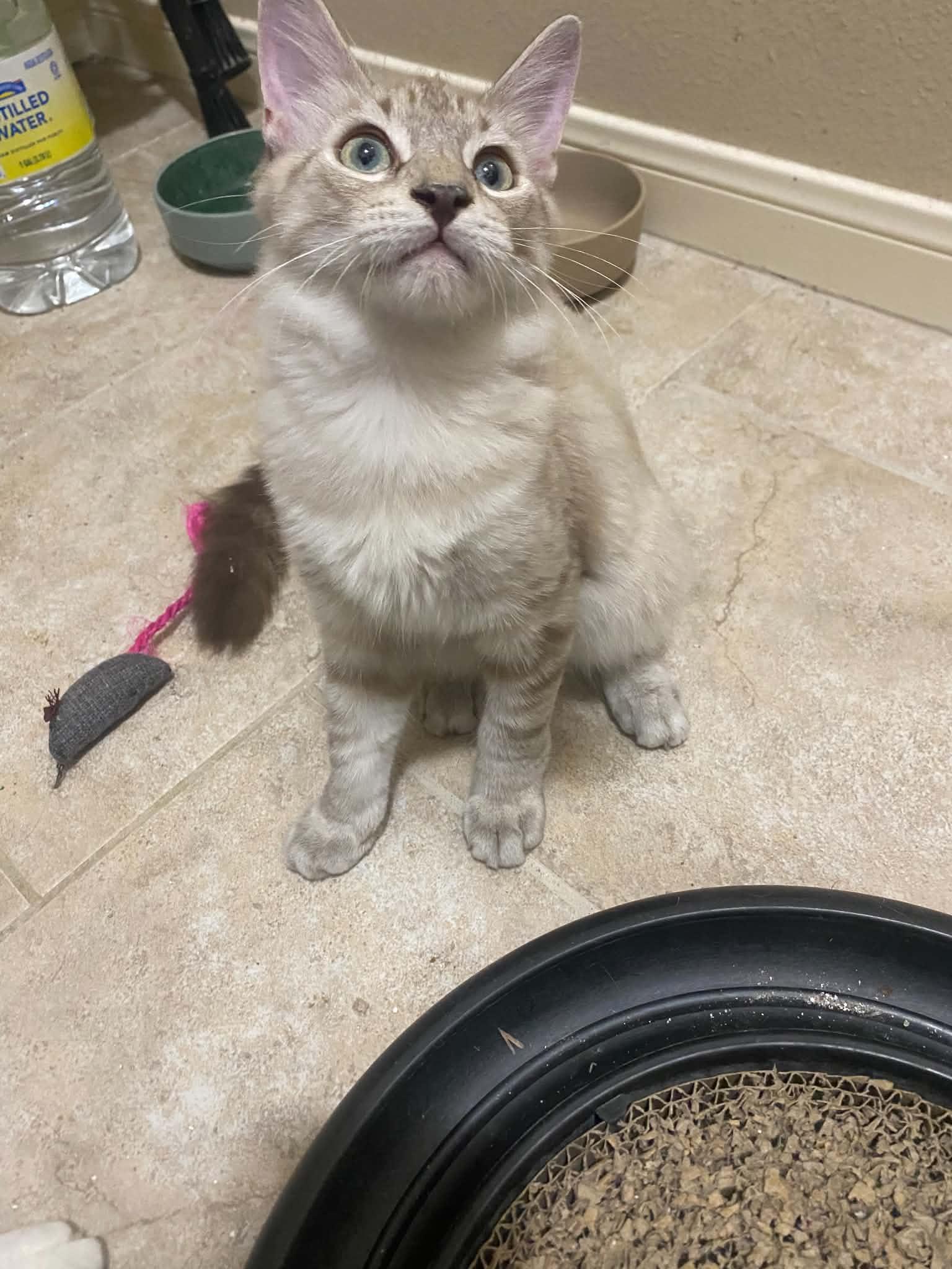 Enlarge Cooper, a Adoptable Domestic Short Hair in Mount Pleasant, TX image 2/2