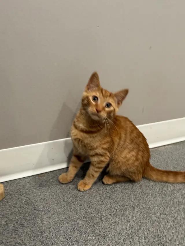 Petey, ADOPTABLE, Young Male Domestic Short Hair.