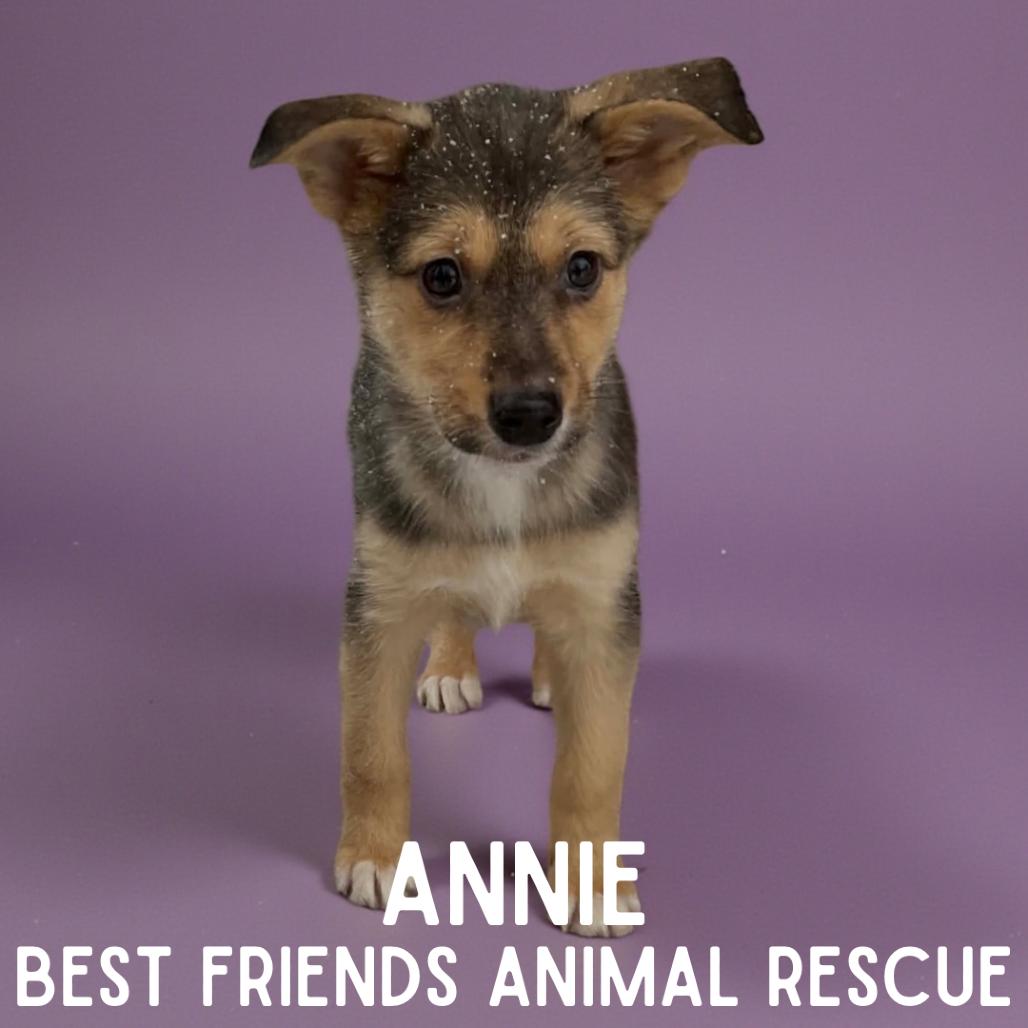 Annie, Adoptable, Puppy Female Mixed Breed.