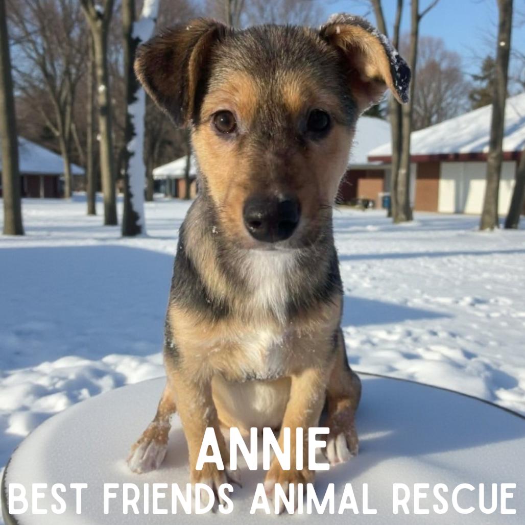 Annie, a Adoptable Mixed Breed in Wasilla, AK image 2/5