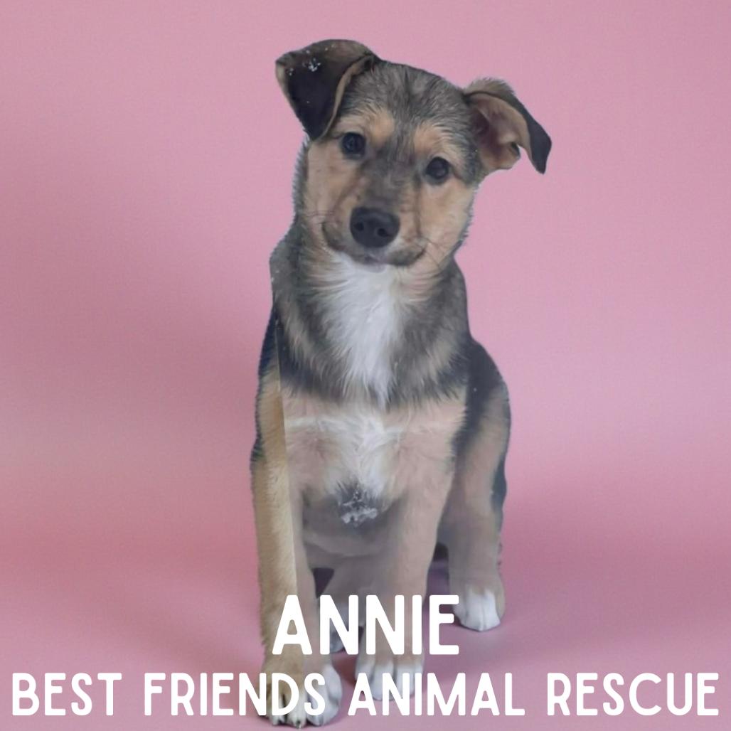 Annie, a Adoptable Mixed Breed in Wasilla, AK image 4/5
