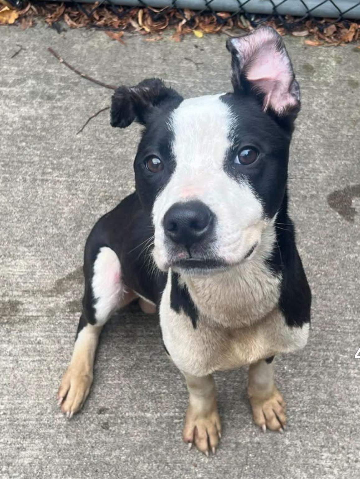 Enlarge Yoshi, a ADOPTABLE Pit Bull Terrier in Chicago, IL image 1/5