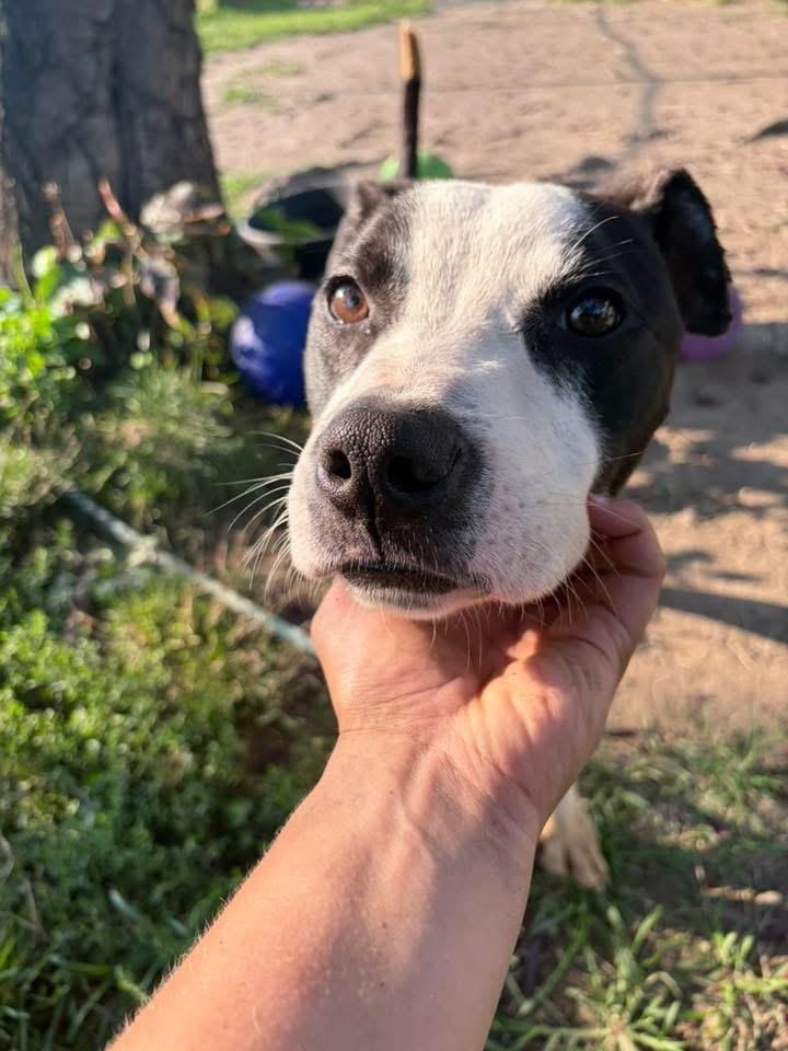 Enlarge Yoshi, a ADOPTABLE Pit Bull Terrier in Chicago, IL image 4/5