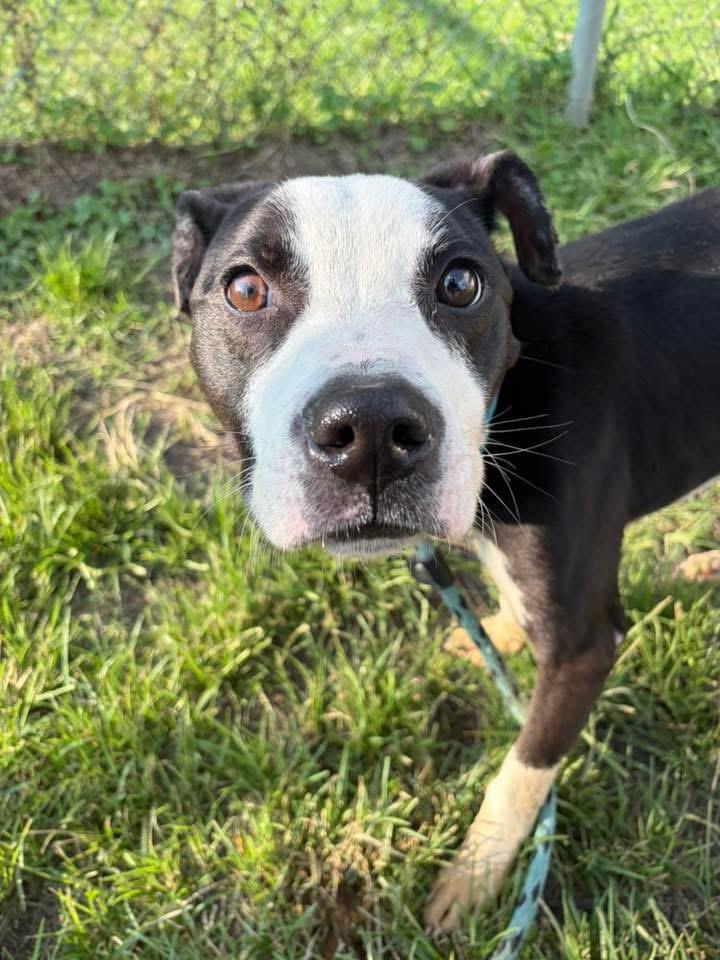 Enlarge Yoshi, a ADOPTABLE Pit Bull Terrier in Chicago, IL image 2/5