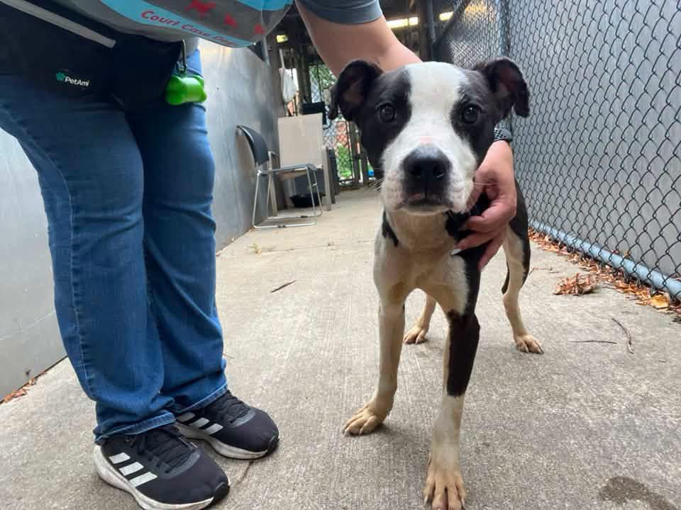 Enlarge Yoshi, a ADOPTABLE Pit Bull Terrier in Chicago, IL image 3/5