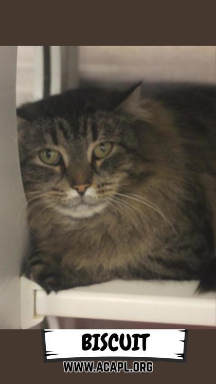 Enlarge Biscuit, a Adoptable mixed breed in Ashtabula, OH image 1/1