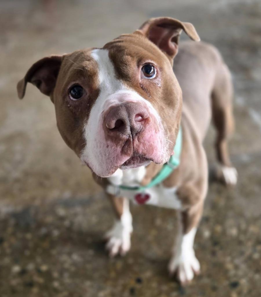Rocky, Adoptable, Adult Male Mixed Breed.