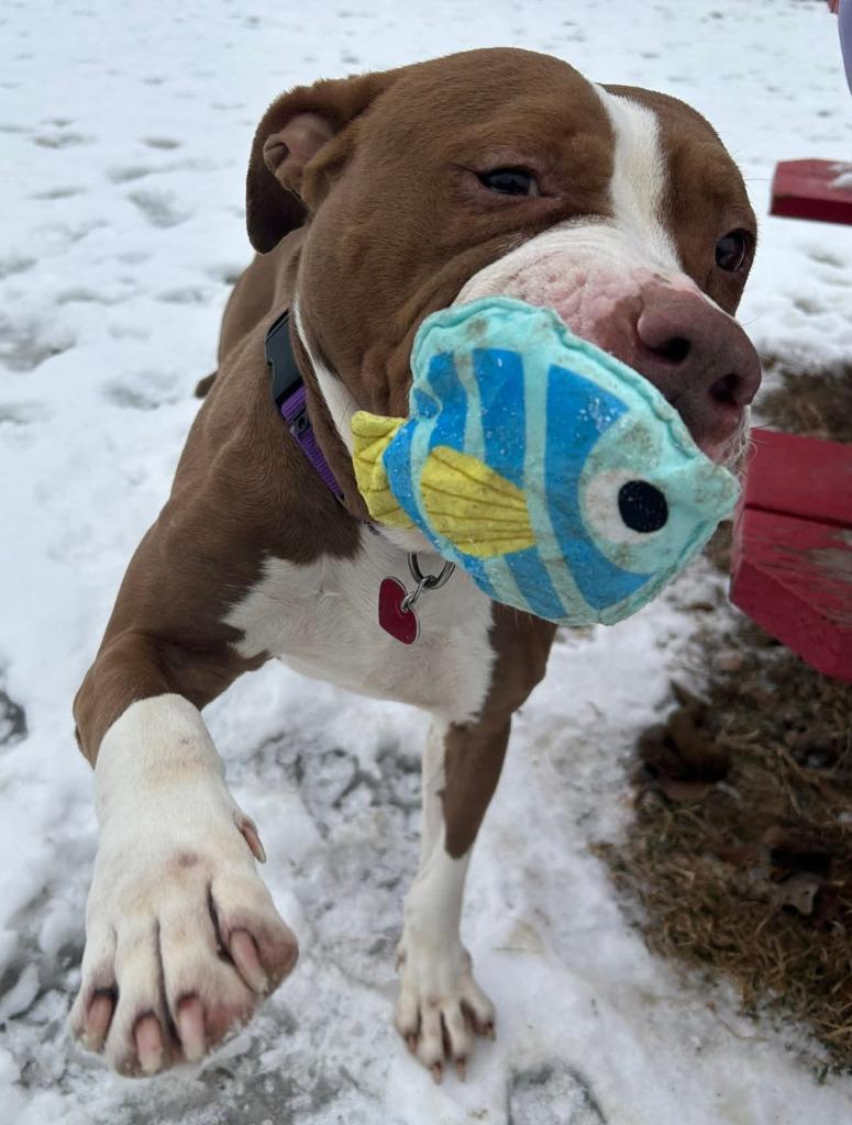 Enlarge Rocky, a Adoptable mixed breed in Warren, MI image 2/6