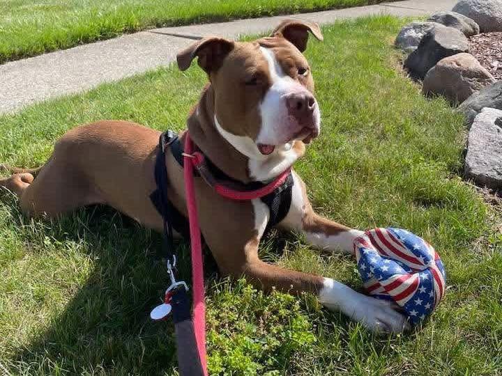 Enlarge Rocky, a Adoptable mixed breed in Warren, MI image 2/6