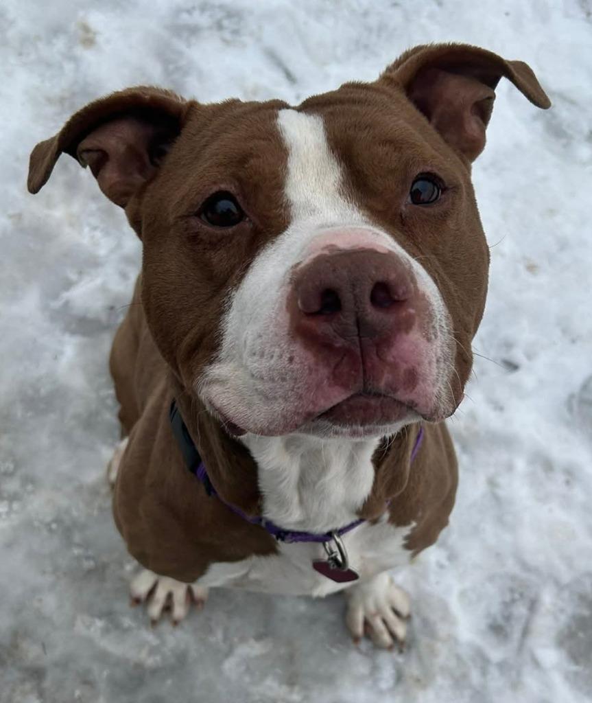 Enlarge Rocky, a Adoptable mixed breed in Warren, MI image 4/6