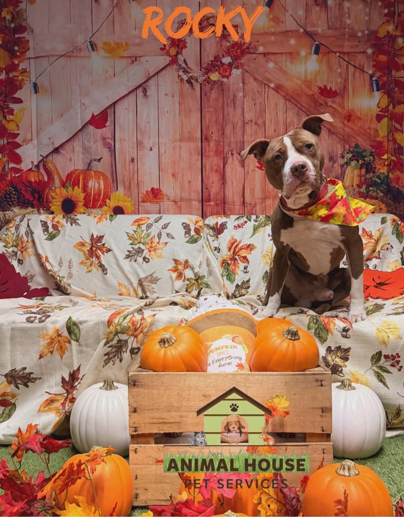 Rocky, a Adoptable mixed breed in Warren, MI image 3/5