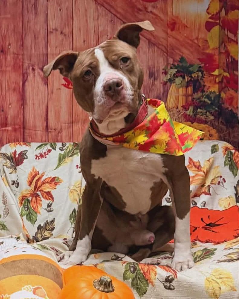 Enlarge Rocky, a Adoptable mixed breed in Warren, MI image 5/6