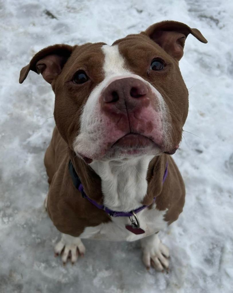 Rocky, a Adoptable mixed breed in Warren, MI image 5/5