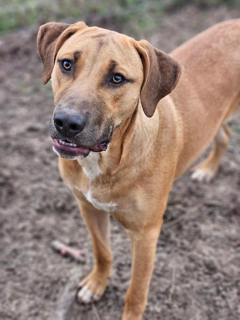 Enlarge Beau, a Adoptable mixed breed in Waynesville, GA image 4/5