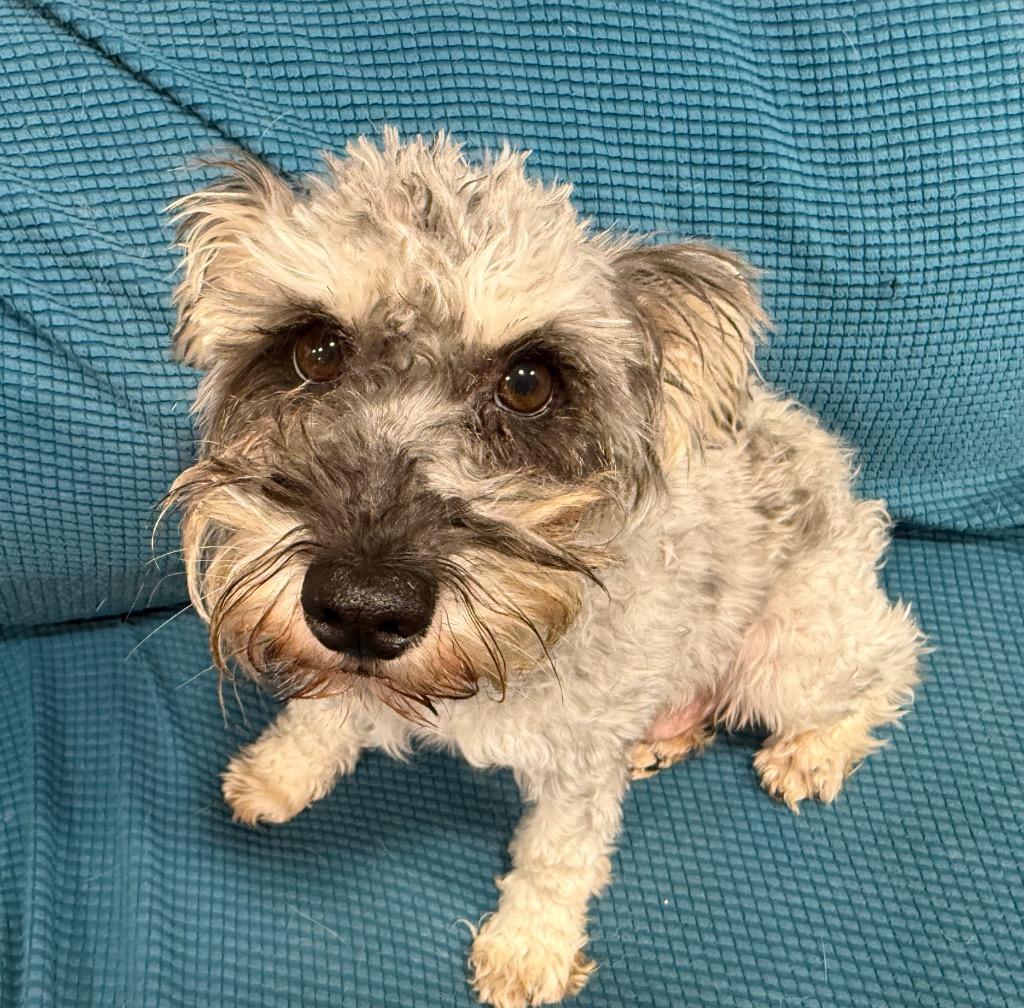 Enlarge Brianna, a Adoptable Schnauzer in Thompson Falls, MT image 1/3