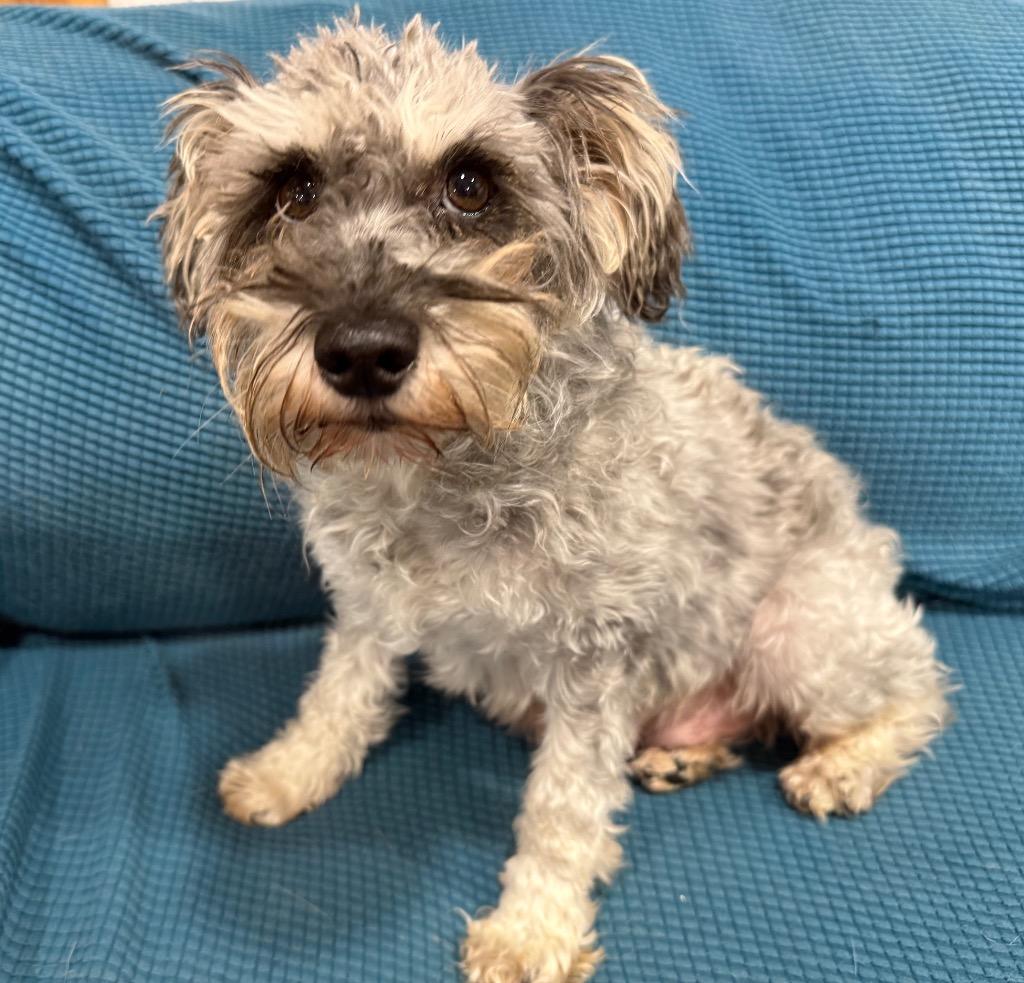 Enlarge Brianna, a Adoptable Schnauzer in Thompson Falls, MT image 2/3