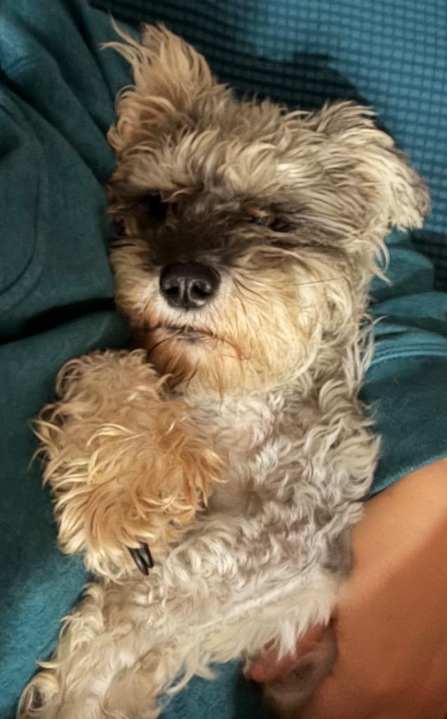 Enlarge Brianna, a Adoptable Schnauzer in Thompson Falls, MT image 3/3