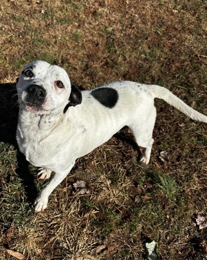 Enlarge Buggs, a Adoptable mixed breed in Wilkesboro, NC image 1/3