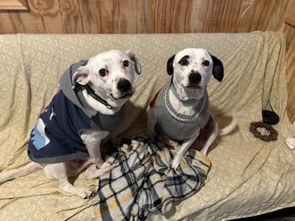 Enlarge Buggs, a Adoptable mixed breed in Wilkesboro, NC image 1/3