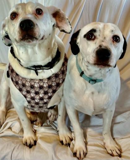 Enlarge Buggs, a Adoptable mixed breed in Wilkesboro, NC image 2/3