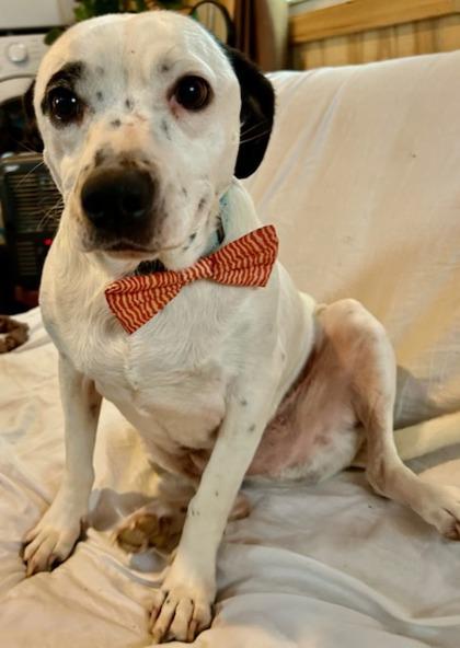 Enlarge Buggs, a Adoptable mixed breed in Wilkesboro, NC image 3/3