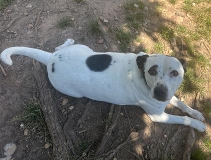 Buggs, Adoptable, Young Male Mixed Breed & Mixed Breed.