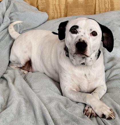 Buggs, Adoptable, Young Male Beagle & Boxer.