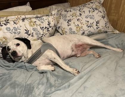 Enlarge Buggs, a Adoptable mixed breed in Wilkesboro, NC image 2/3