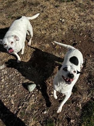 Enlarge Buggs, a Adoptable mixed breed in Wilkesboro, NC image 2/3