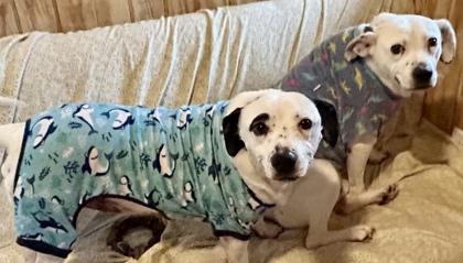 Buggs, Adoptable, Young Male Boxer & Pointer.