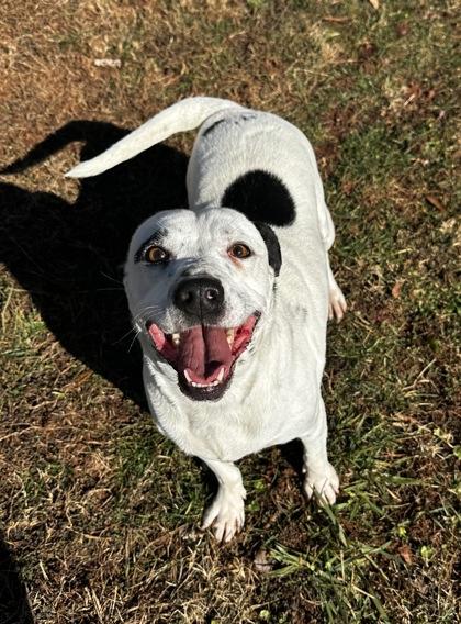 Enlarge Buggs, a Adoptable mixed breed in Wilkesboro, NC image 3/3