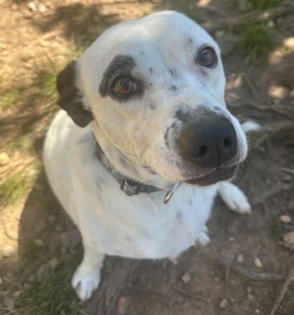 Enlarge Buggs, a Adoptable mixed breed in Wilkesboro, NC image 3/3