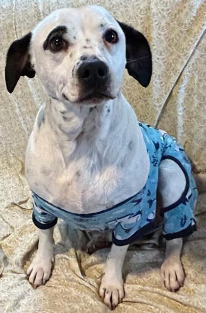 Enlarge Buggs, a Adoptable mixed breed in Wilkesboro, NC image 3/3