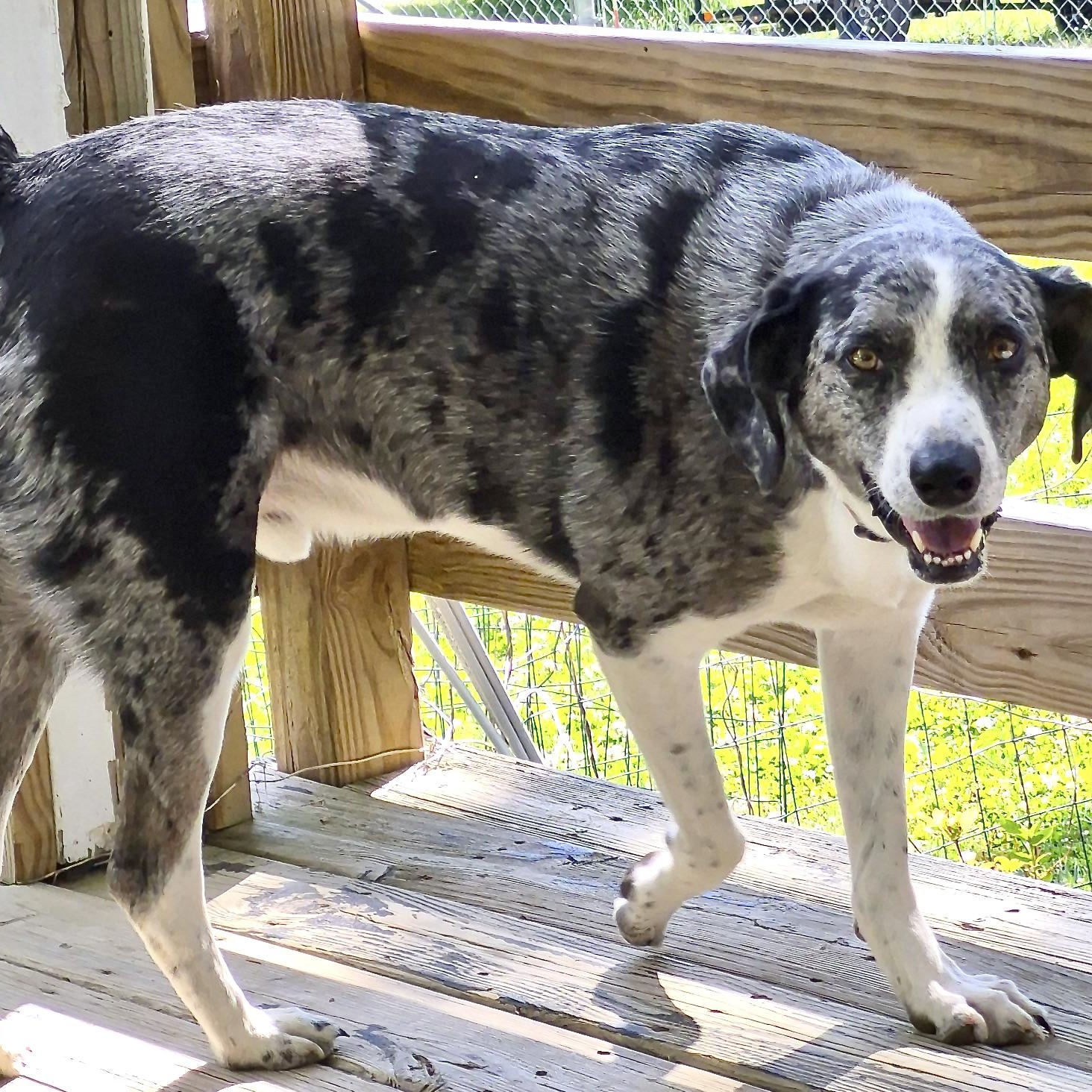 Enlarge Lucky -s, an adopted mixed breed in Sequatchie, TN image 2/6