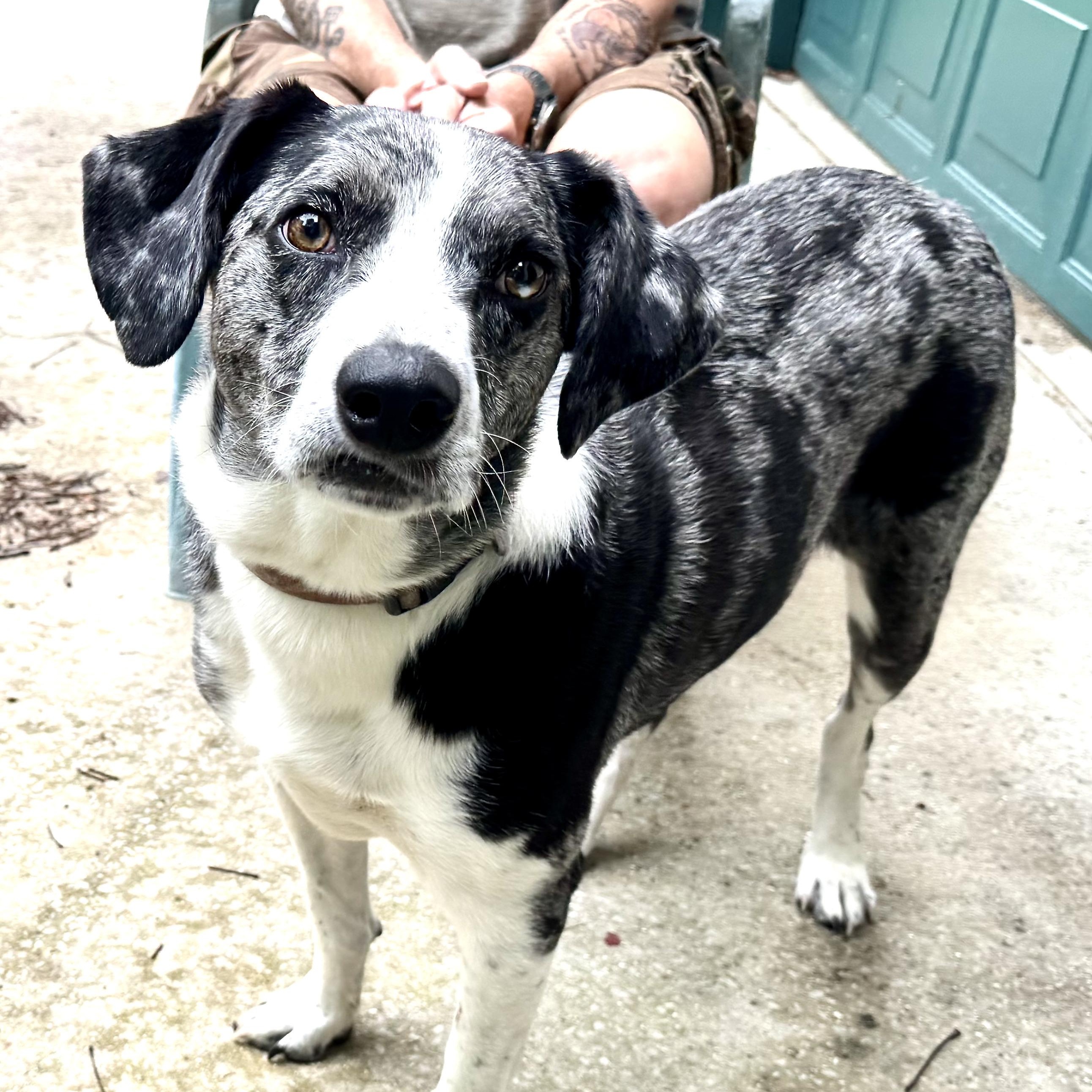 Enlarge Lucky -s, an adopted mixed breed in Sequatchie, TN image 3/6