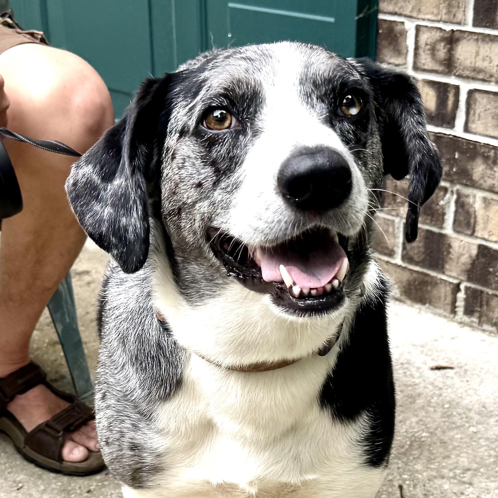 Enlarge Lucky -s, an adopted mixed breed in Sequatchie, TN image 1/6
