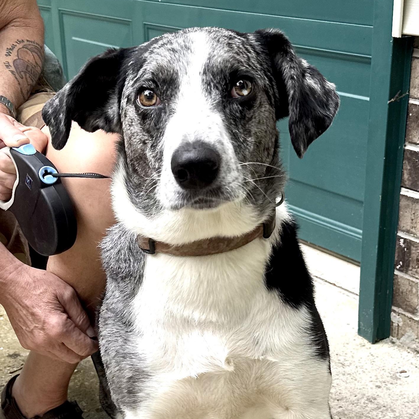 Enlarge Lucky -s, an adopted mixed breed in Sequatchie, TN image 5/6