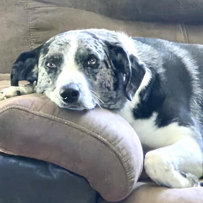 Enlarge Lucky -s, an adopted mixed breed in Sequatchie, TN image 4/6