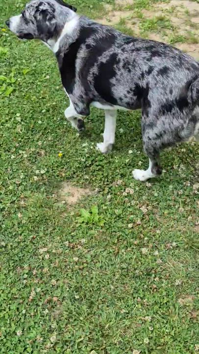 Enlarge Lucky -s, an adopted mixed breed in Sequatchie, TN video 6/6